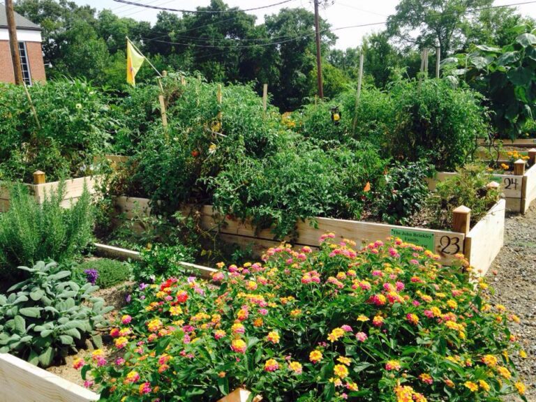 The Mount Holly Community Garden is accepting applications for their 10th season. 