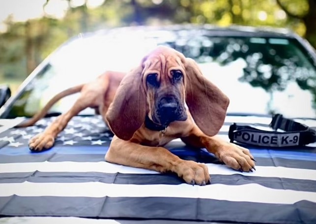 Gastonia’s Bo named Law Enforcement Hero Dog of the Year